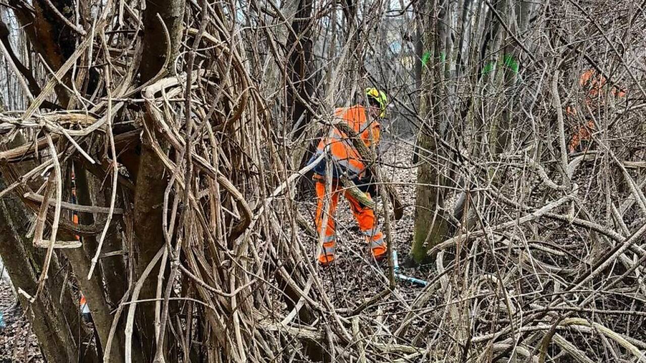 Für Aufregung sorgte im Februar, dass die Stadtgemeinde im Forstgarten Bäume fällte. Es sei Gefahr im Verzug gewesen, hieß es damals.  
