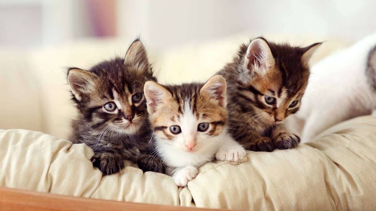 Immer mehr Menschen entscheiden sich für mehr als eine Katze. 