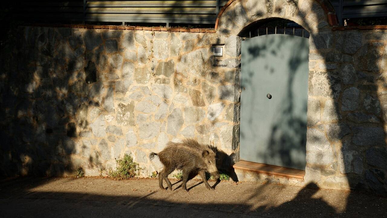 Ein junges Wildschwein durchquert das Stadtviertel Las Planas am Rand des Naturparks Collserola in Barcelona. Immer häufiger wagen sich die Tiere in besiedelte Gebiete vor.  Ein junges Wildschwein durchquert das Stadtviertel Las Planas am Rand des Naturparks Collserola in Barcelona. Immer häufiger wagen sich die Tiere in besiedelte Gebiete vor.