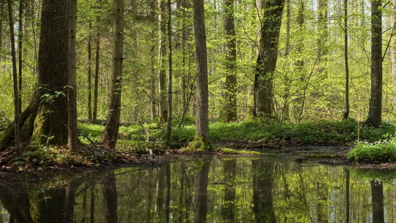 Über Moore wird derzeit breit diskutiert. 