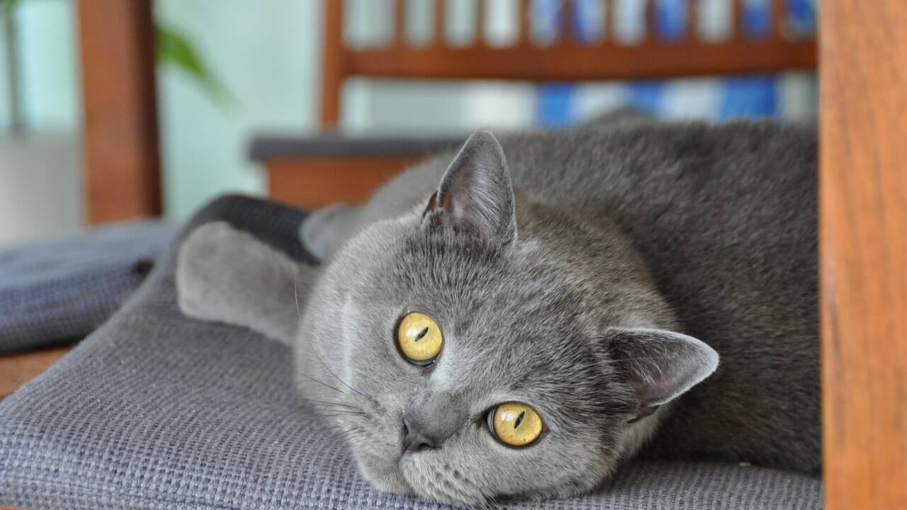 Auch die Britisch-Kurzhaar-Katze Lilly wird im Sommer zehn Tage lang fremdbetreut. Zu ihr kommt eine zuverlässige Dame aus der Nachbarschaft, die sie bereits gut 