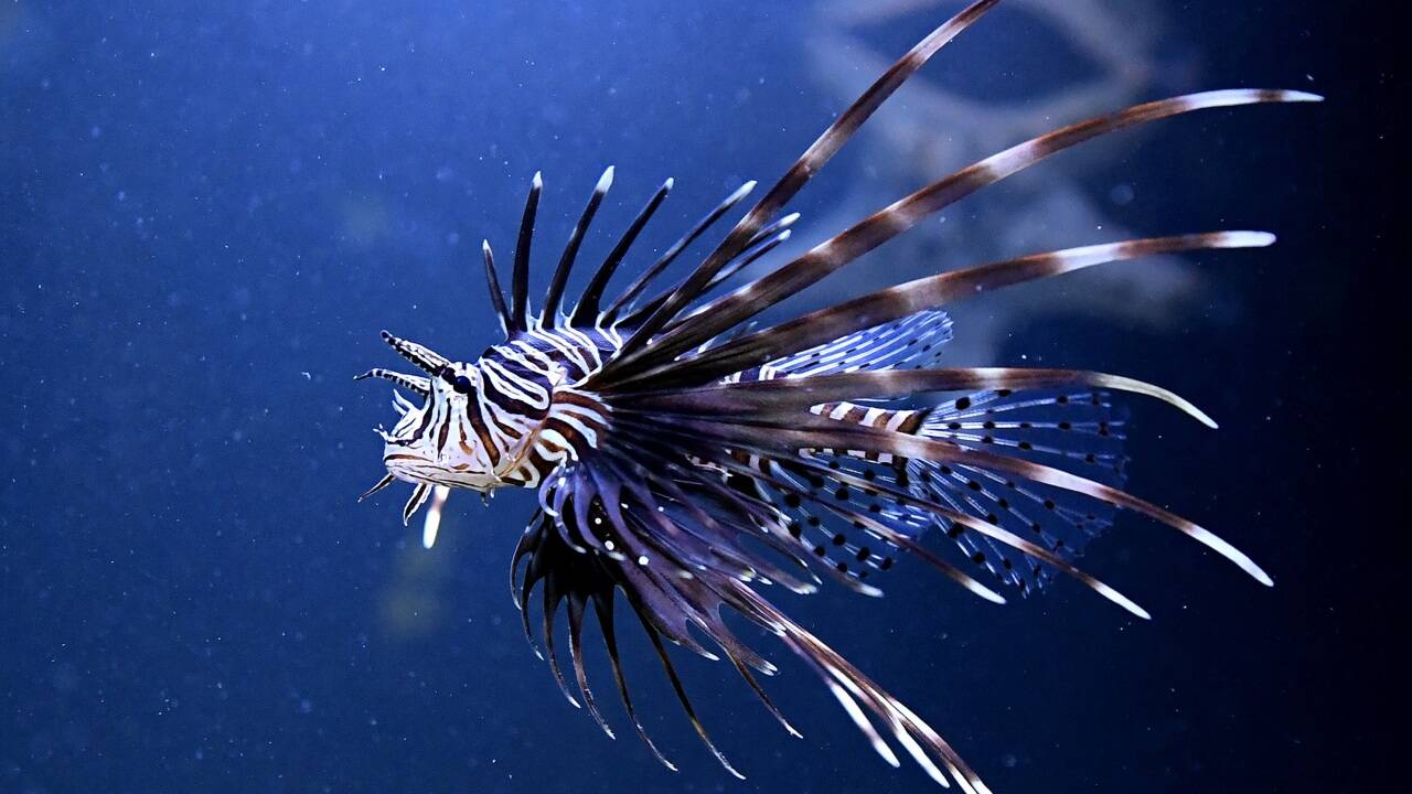 Unsere Ozeane – im Bild ein Rotfeuerfisch aus dem indischen Ozean - sind zunehmend gefährdet (Symbolbild).  