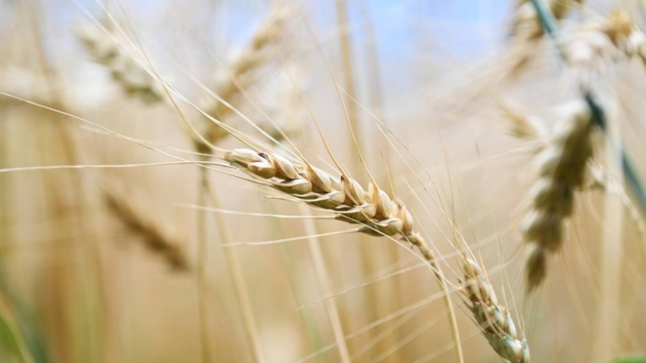 Der Klimawandel wirkt sich stark auf die globale Nahrungsproduktion aus Der Klimawandel wirkt sich stark auf die globale Nahrungsproduktion aus