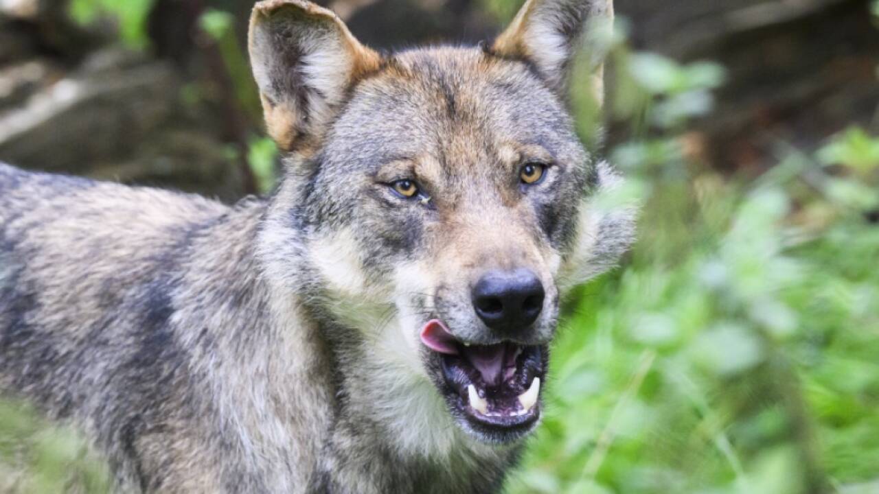 Bei Wolf-Abschuss bewusst nachgeschärft 