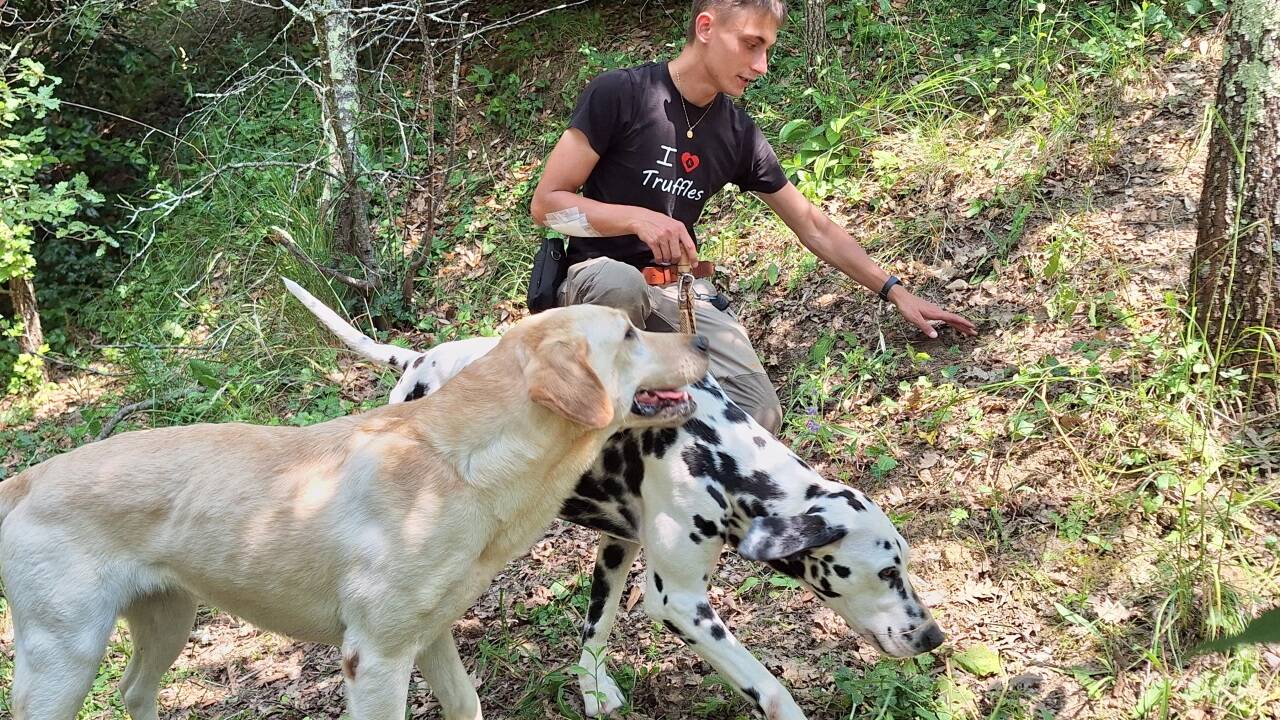 Der Wald ist sein Gebiet: Trüffelsucher Benjamin Škorić. 