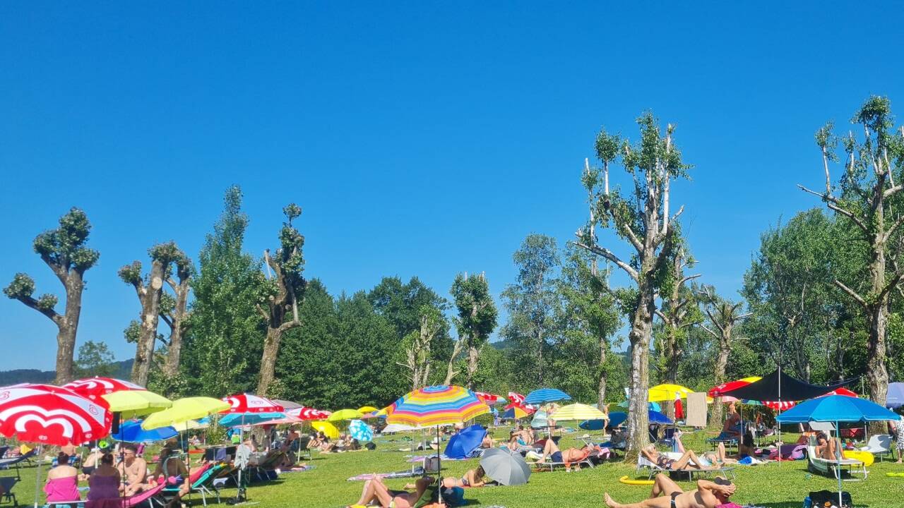 Die gestutzten Bäume erfangen sich, spenden aber fast noch keinen Schatten. 