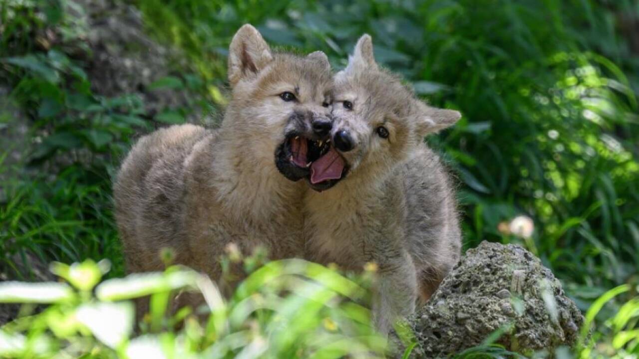 Die jungen Polarwölfe im Zoo Salzburg 