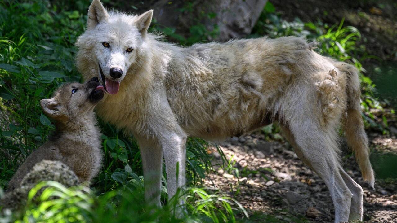 Die Wölfe im Zoo Salzburg haben vor zwei Monaten Nachwuchs bekommen. Drei Polarwolf-Welpen streunen inzwischen durch die Anlage, wobei alle drei auf einmal oft nur mit viel Geduld zu sehen sind. 