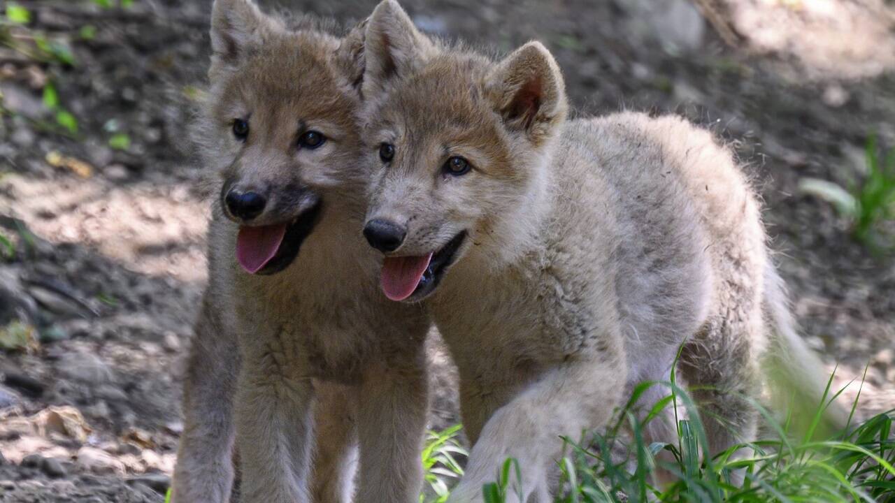 Die jungen Polarwölfe im Zoo Salzburg 