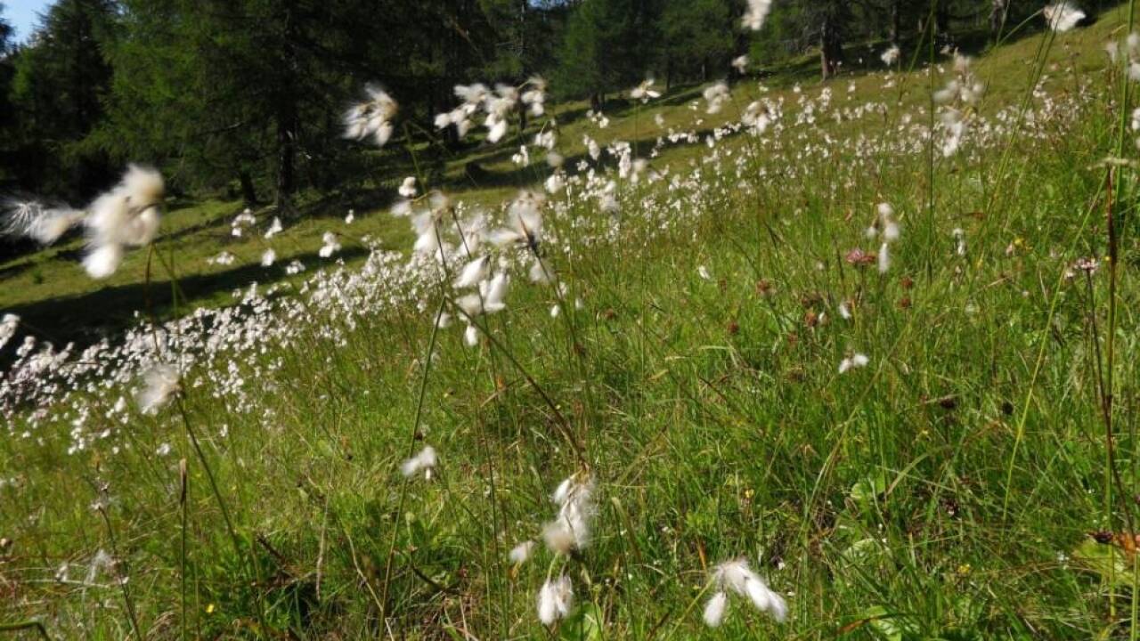 Experten betonen wichtige Funktionen intakter Natur in Europa 