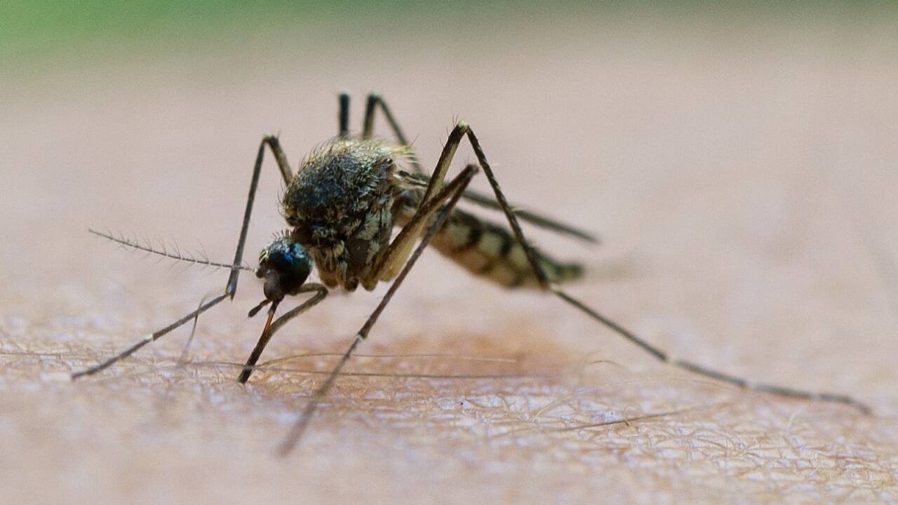 Sie können mehr als lästig sein: Gelsen (oder Stechmücken). 