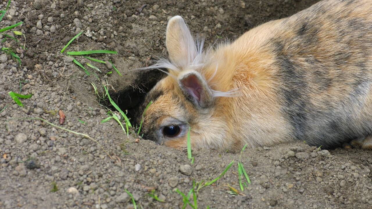 Im Buddeln und Ausbrechen sind Kaninchen wahre Meister. Oft zum Ärger ihrer Besitzer.  