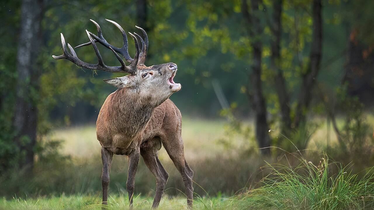 Rotwild brunftet in Österreich vorwiegend im September. In tieferen Lagen beginnt die Brunft etwas früher, in höheren Lagen etwas später.  