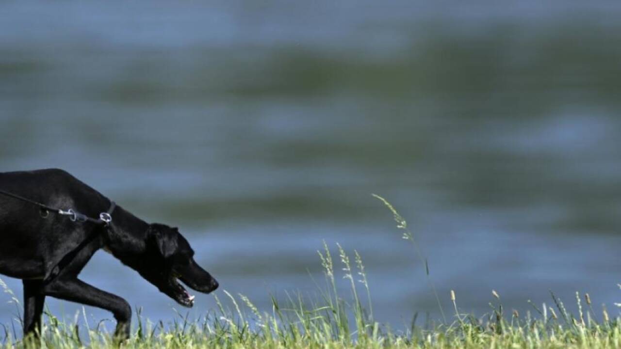 Das Land stöhnt unter der Hitzewelle - früher war es um die Zeit aber schon heißer  Das Land stöhnt unter der Hitzewelle - früher war es um die Zeit aber schon heißer
