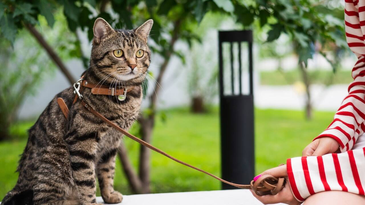 Cat-Hiking ist ein Trend auf Social Media. 