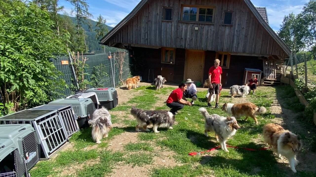34 Collies wurden einer Pinzgauer Züchterin abgenommen. Elf davon fanden auf Gut Aiderbichl in Kärnten ein neues Zuhause. 
