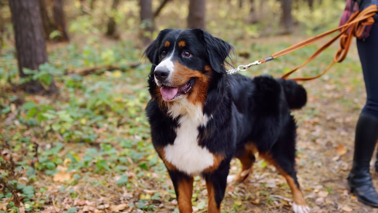 Selbst brave Hunde können aus Angst oder Nervosität zubeißen. Es gilt, auf ihre Körpersprache zu achten (Symbolbild).  