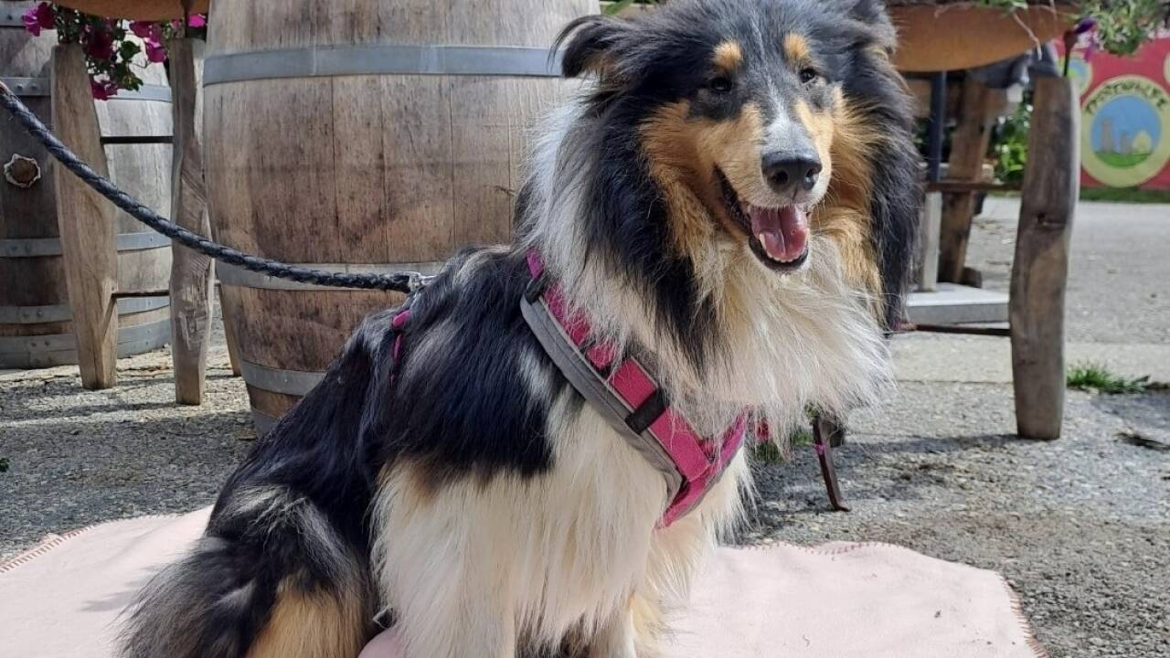 30 Collies wurden im Pinzgau beschlagnahmt. Einige der Tiere landeten bei der Pfotenhilfe in Lochen. 