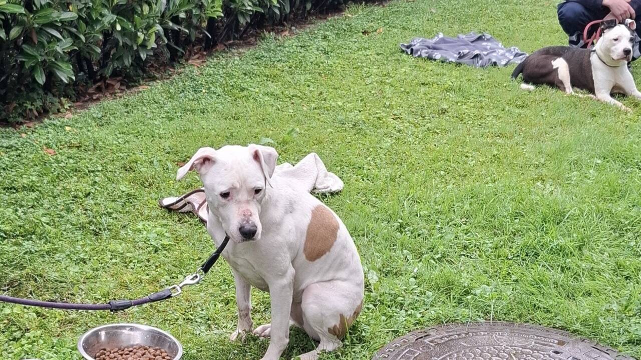 Die Bewohnerin kam der Delogierung zuvor und ließ ihre Hunde zurück. Sie kommen jetzt in Gut Aiderbichl und Vösendorf unter. 