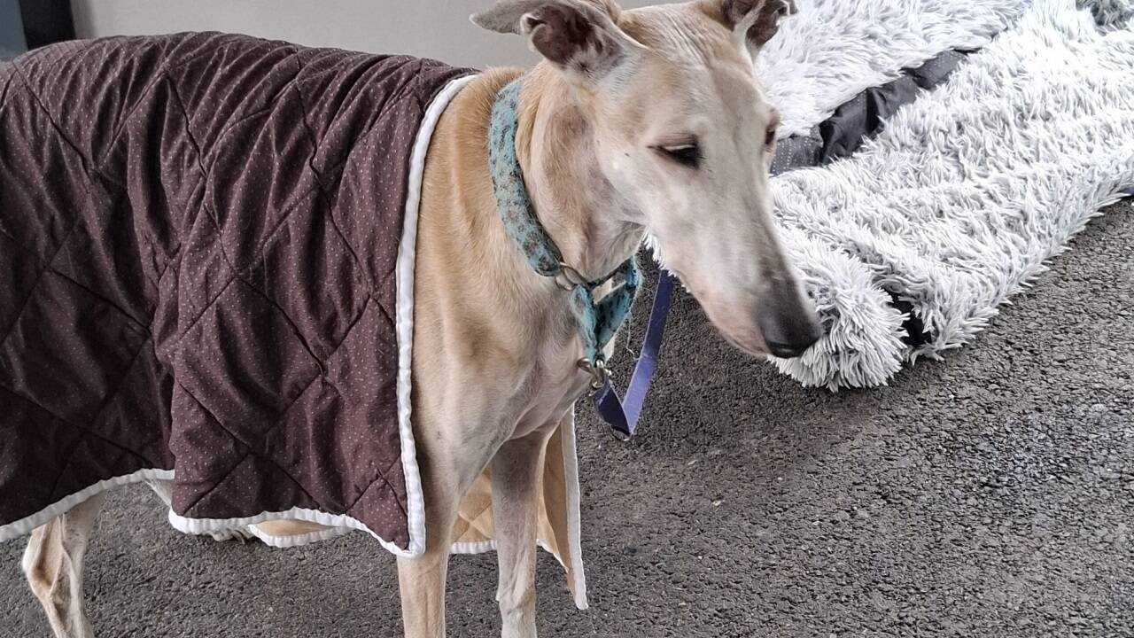 Zwei Windhunde waren unter den geretteten Tieren. 