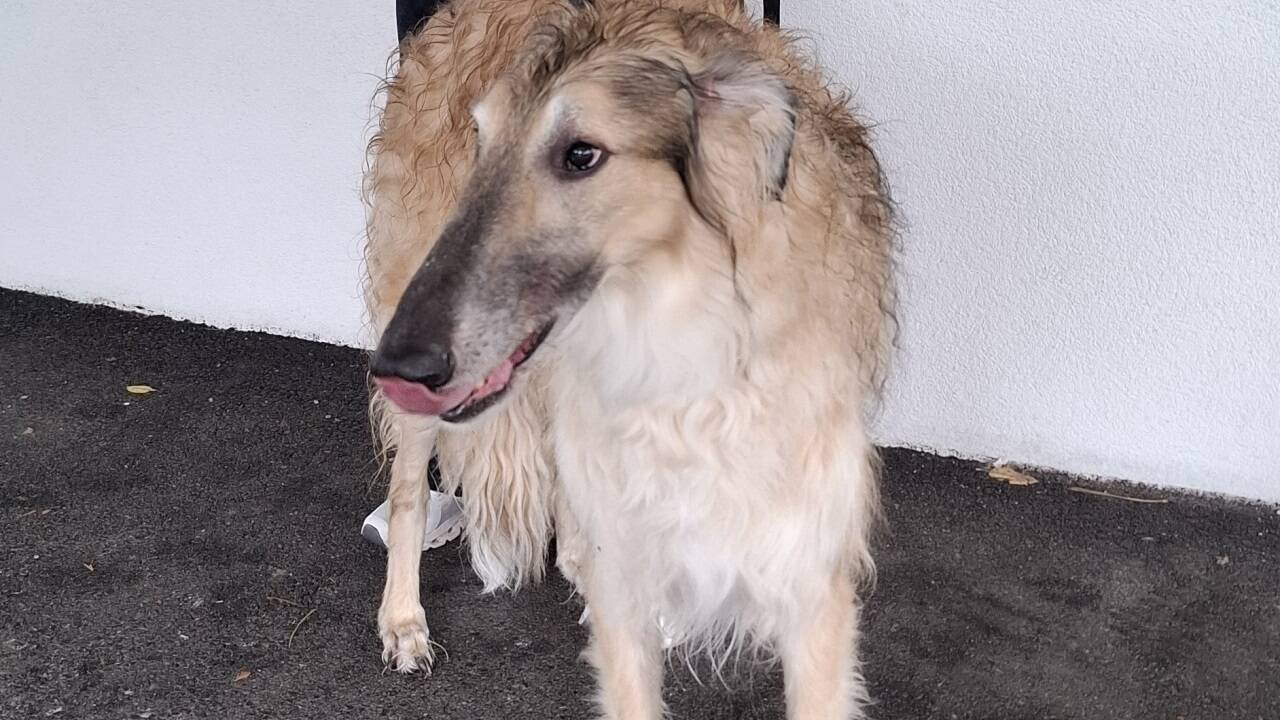 Zwei Windhunde waren unter den geretteten Tieren. 