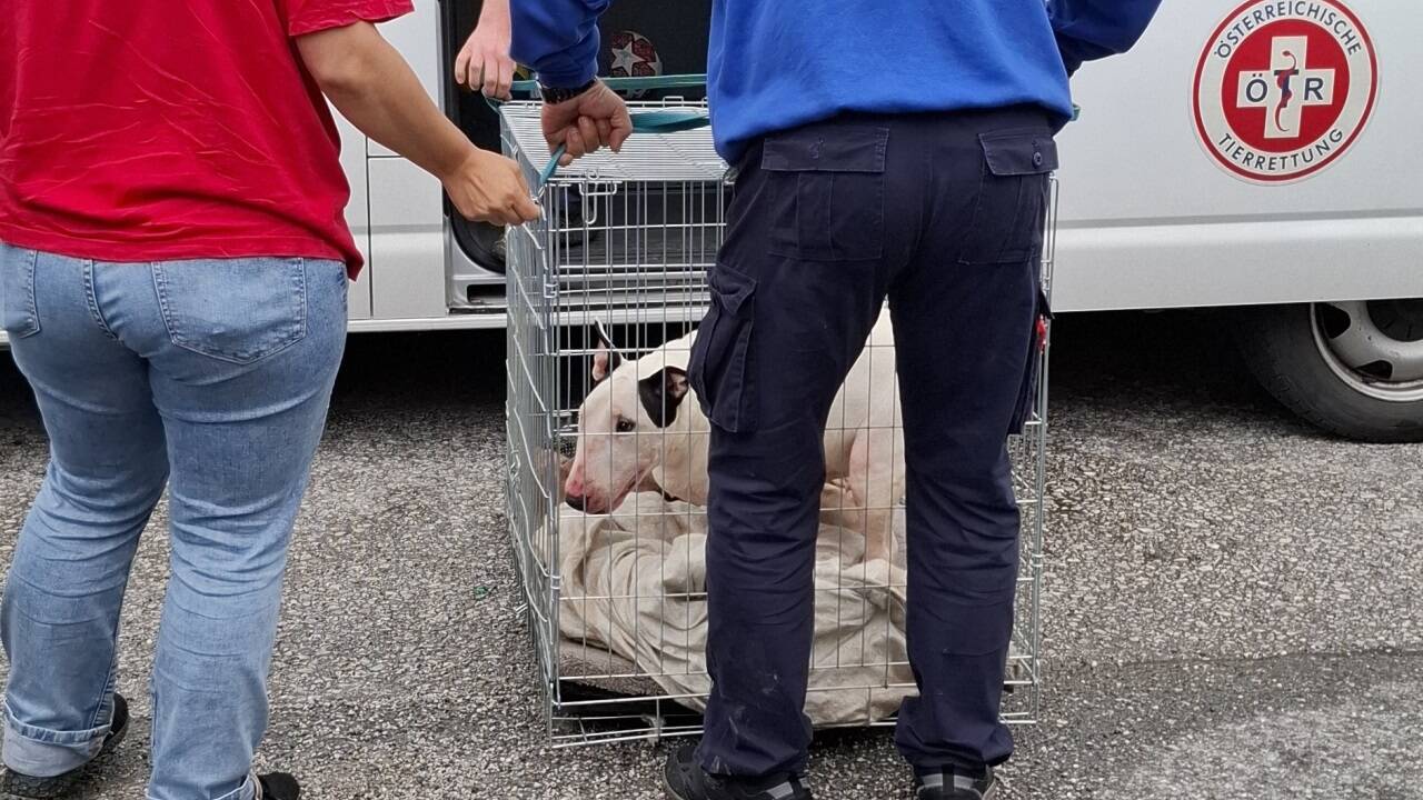 Der Bullterrier musste sediert werden. 