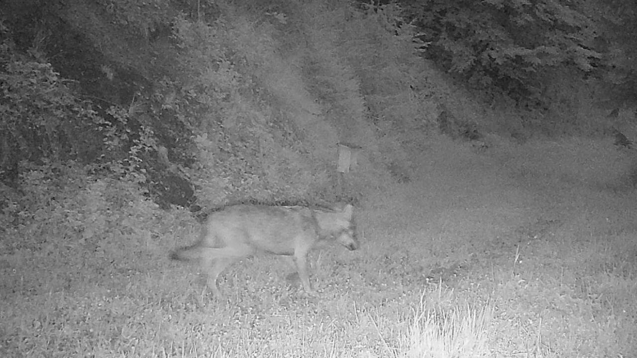 Dieses Bild hat die Wildkamera nahe Bischofshofen am Samstag, dem 5. Juli, um 3.54 Uhr aufgenommen. Dieses Bild hat die Wildkamera nahe Bischofshofen am Samstag, dem 5. Juli, um 3.54 Uhr aufgenommen.