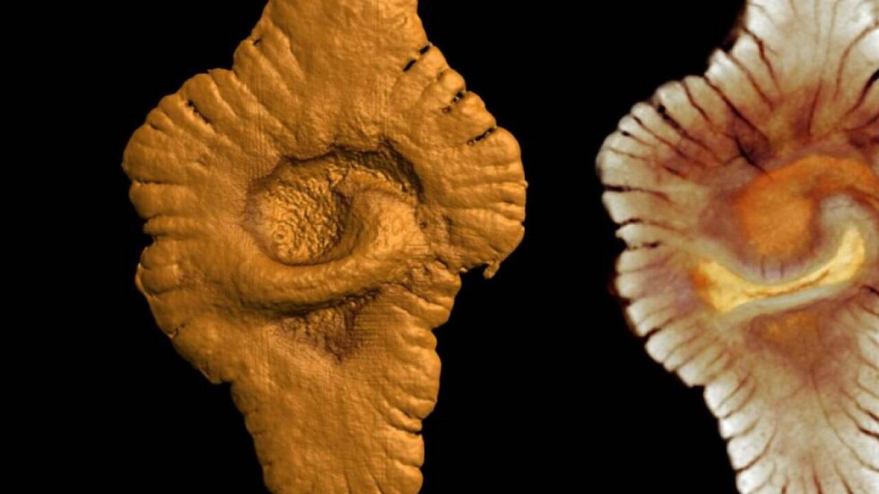 Computertomographie und Rekonstruktion eines Gabonionta-Exemplars 