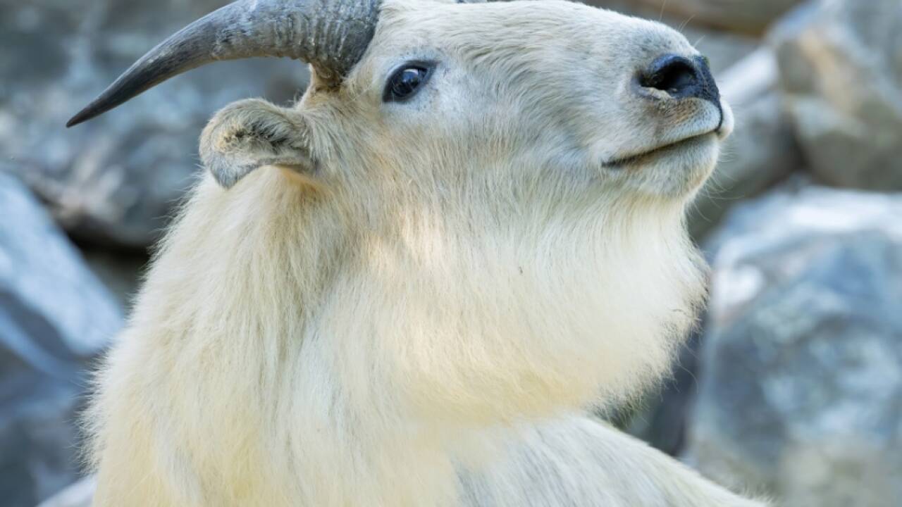 Zwei Männchen Mitte Juni in Wien angekommen 