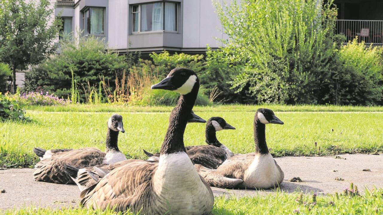 Das sind die „Übeltäter“ beim Lokalaugenschein in der Karl-Höller-Straße (Seniorenwohnheim Nonntal): Wenn sie ihre Jungen in Gefahr sehen, scheuen diese Kanadagänse auch vor der Konfrontation mit Menschen nicht zurück.  