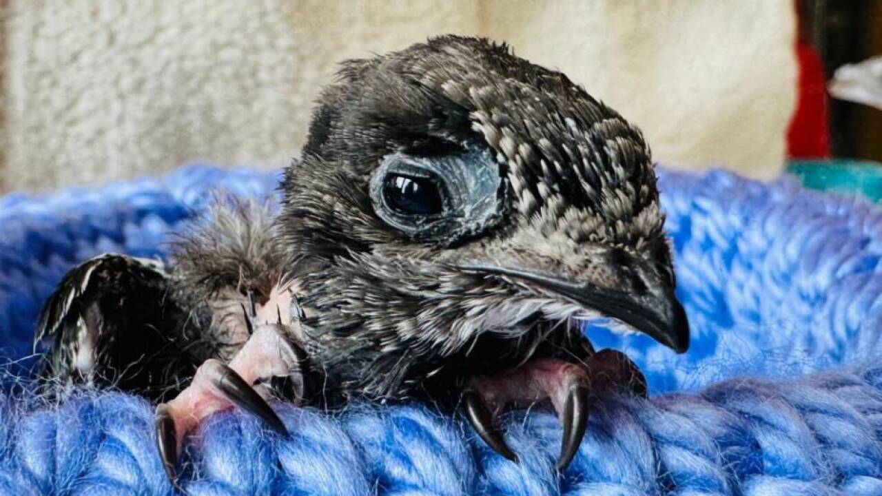 Die Mauersegler-Babys werden wieder gut aufgepäppelt Die Mauersegler-Babys werden wieder gut aufgepäppelt