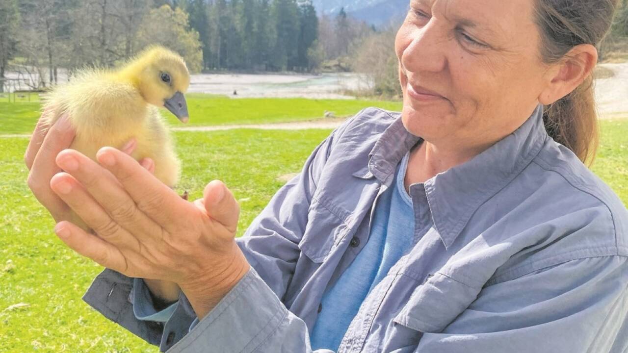 Sonia Kleindorfer mit einem Graugansküken. Ihr liegen sowohl Gänse als auch menschliches Wohl am Herzen.Bild: KLF 
