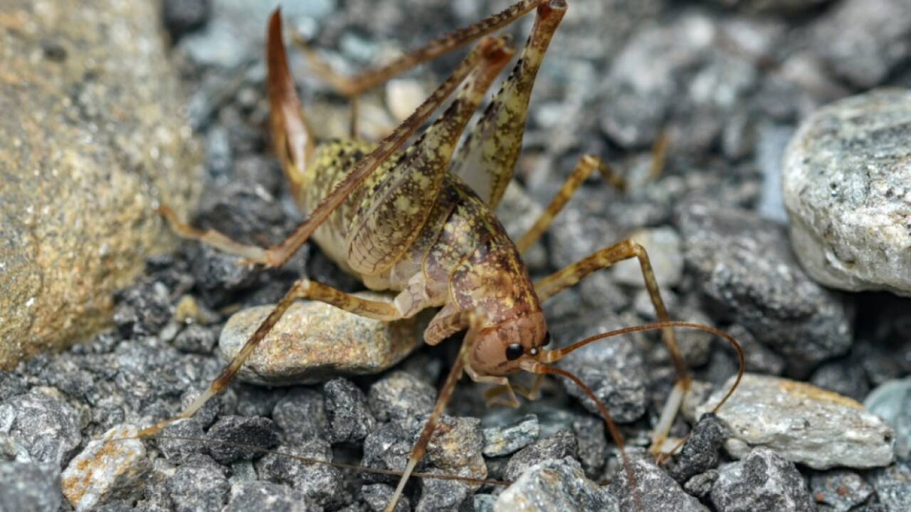 Die behornte Höhlenschrecke ist eine kleine Sensation im Nationalpark Die behornte Höhlenschrecke ist eine kleine Sensation im Nationalpark