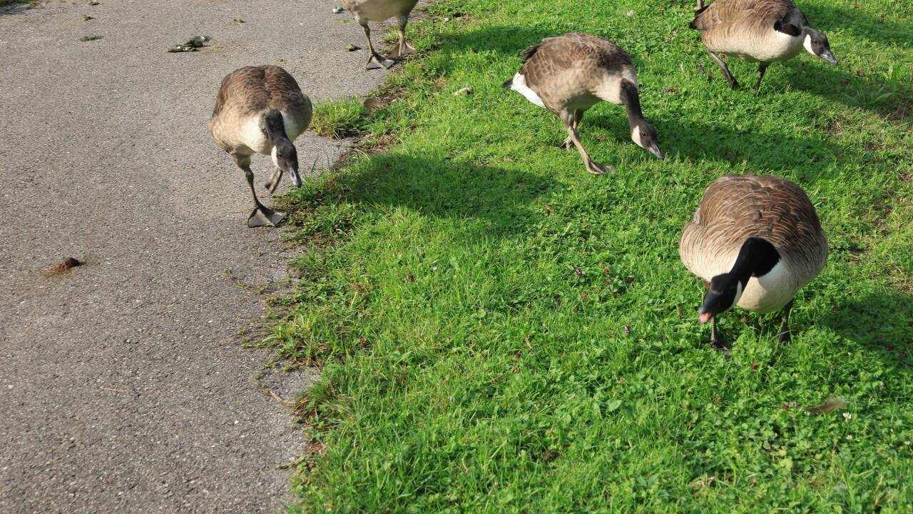 Die Gänse mit Drohgebärde. 