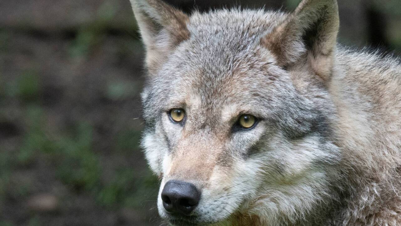 Ob ein Wolf für den Riss verantwortlich ist, soll die DNA-Untersuchung klären. Ob ein Wolf für den Riss verantwortlich ist, soll die DNA-Untersuchung klären.