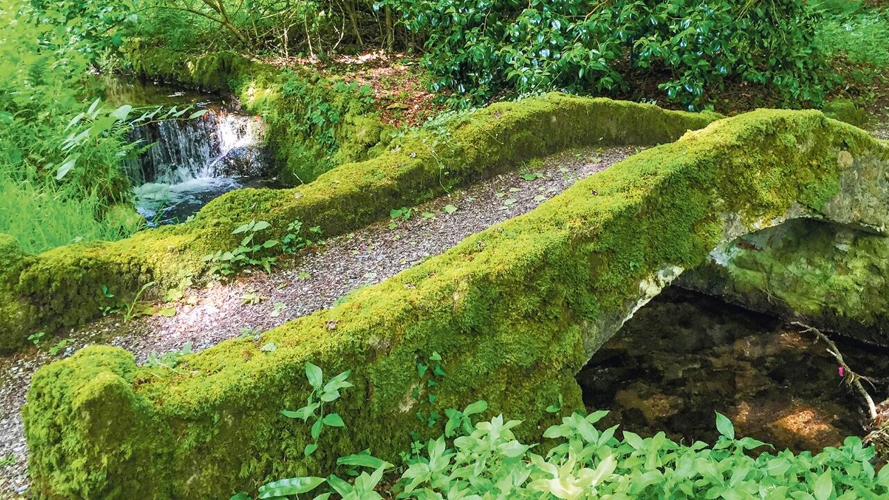 Moos ist nicht gleich Moos. Für jeden Standort gibt es die passenden Pflanzen. 