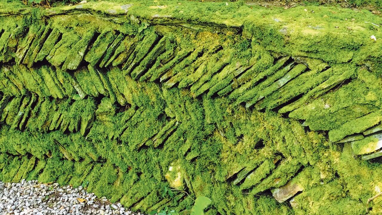 Ob auf Steinen, Ästen oder auch auf der Erde – ist genug Feuchtigkeit da, siedelt sich Moos an. 