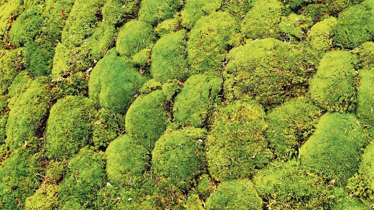 Ob auf Steinen, Ästen oder auch auf der Erde – ist genug Feuchtigkeit da, siedelt sich Moos an. 