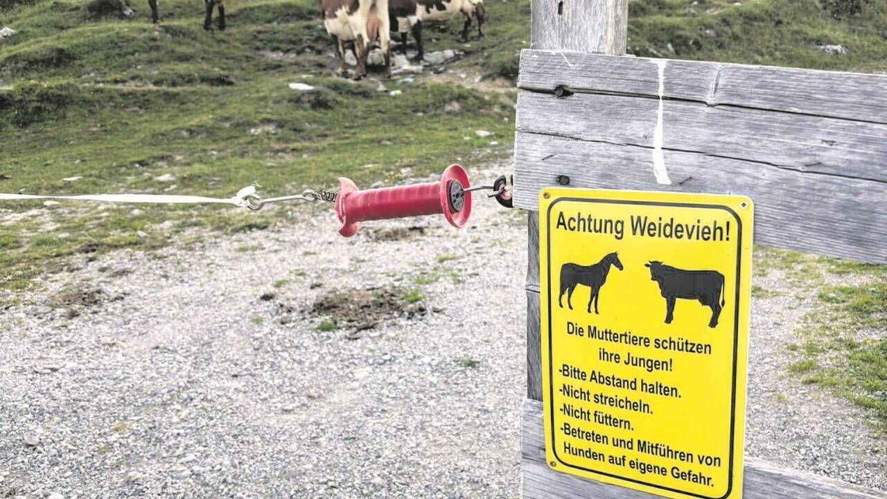 Auf der Postalm wurden kürzlich Tafeln mit der Aufschrift „Achtung Weidevieh!“ aufgestellt, um auf richtiges Verhalten im Umgang mit Weidetieren hinzuweisen. 