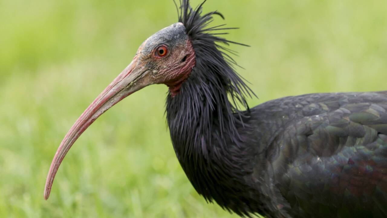 Waldrappe stochern mit ihren langen Schnäbeln im Boden nach Insekten. 