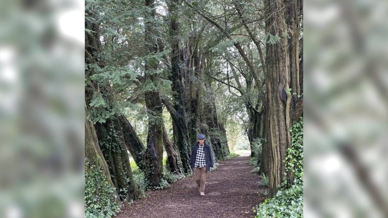 Historische Eibenallee bei Lismore Castle. 