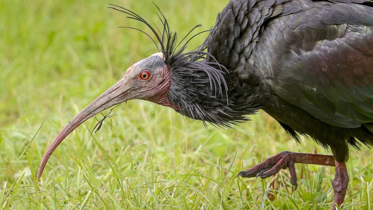 Ein Waldrapp in Kuchl auf Futtersuche. 