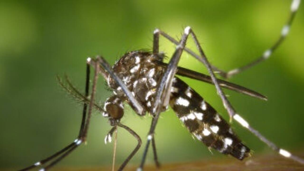  Die tropische Chikungunya-Mücke ist mittlerweile auch in Europa angekommen. Dadurch könnten sich mittlerweile 5,6 Milliarden Menschen mit dem Virus anstecken. 