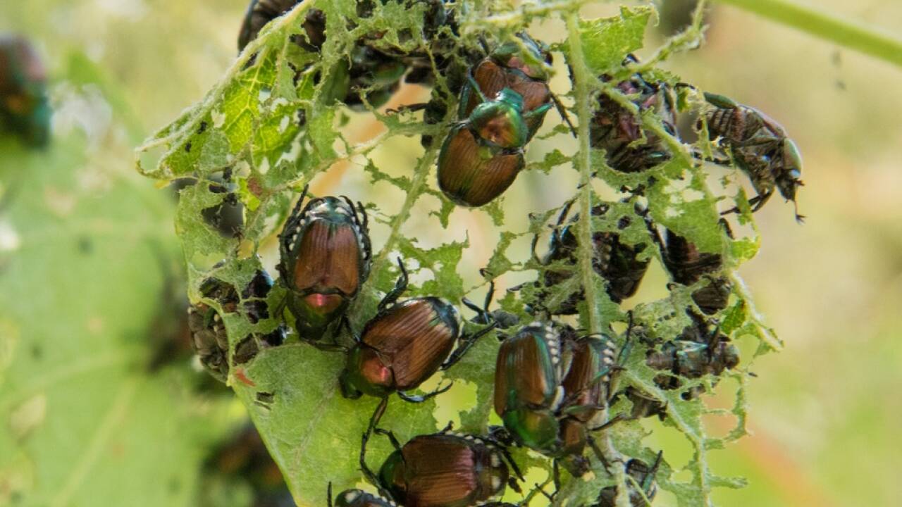 Der Japankäfer (Popillia japonica) wird etwa 10 Millimeter lang und 6 Millimeter breit. Der Kopf und das Bruststück sind metallisch grün gefärbt, die Flügeldecken sind kupferfarbig schillernd. Der Japankäfer (Popillia japonica) wird etwa 10 Millimeter lang und 6 Millimeter breit. Der Kopf und das Bruststück sind metallisch grün gefärbt, die Flügeldecken sind kupferfarbig schillernd.