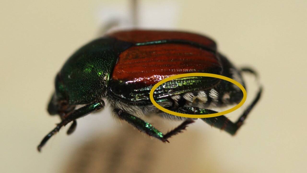 Ein typisches Erkennungsmerkmal des Japankäfers sind die weißen Haarbüschel am Hinterleib. Ein typisches Erkennungsmerkmal des Japankäfers sind die weißen Haarbüschel am Hinterleib.