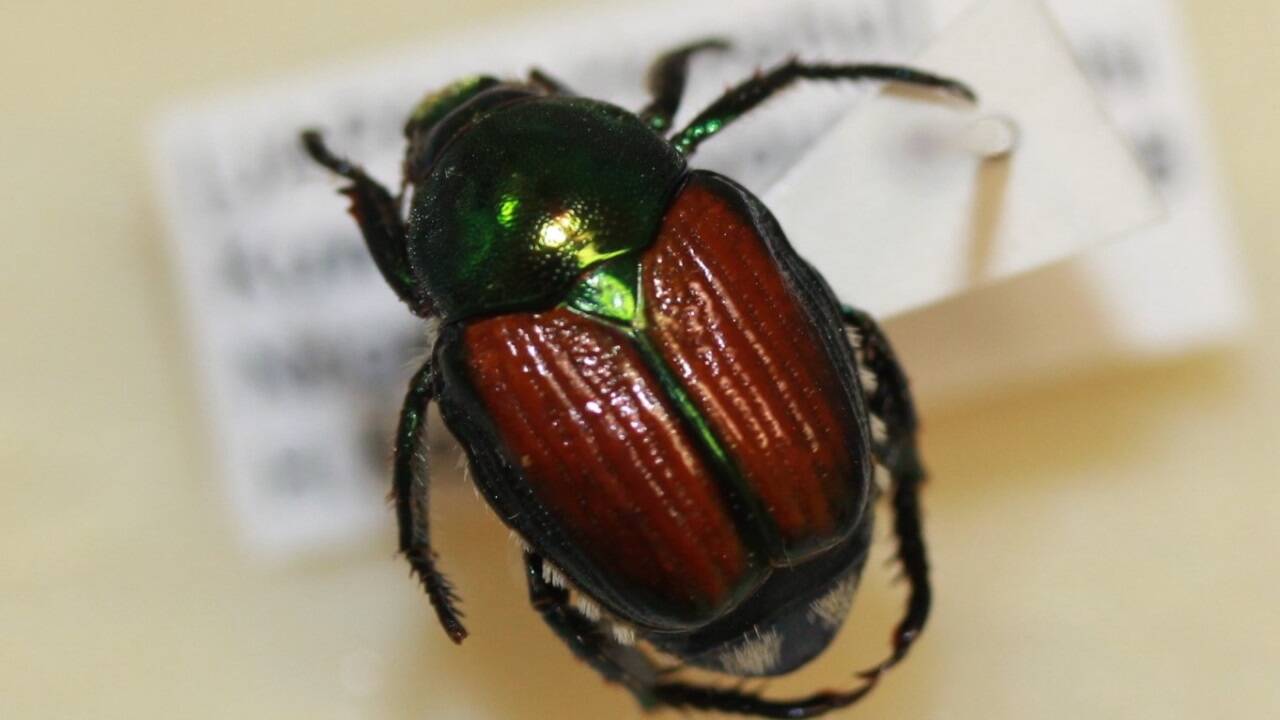 Der invasive Schädling Japankäfer (Popilla japonica) ist in Österreich angekommen. Der invasive Schädling Japankäfer (Popilla japonica) ist in Österreich angekommen.