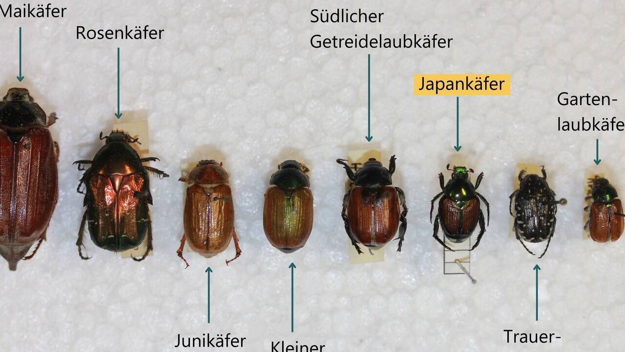 Verschiedene heimische Blatthornkäfer im Vergleich zum Japankäfer. Verschiedene heimische Blatthornkäfer im Vergleich zum Japankäfer.