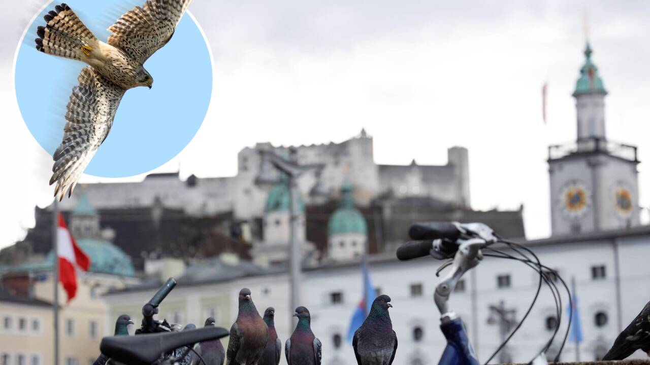 Könnte so die Lösung des Taubenproblems in der Stadt Salzburg aussehen? Könnte so die Lösung des Taubenproblems in der Stadt Salzburg aussehen?