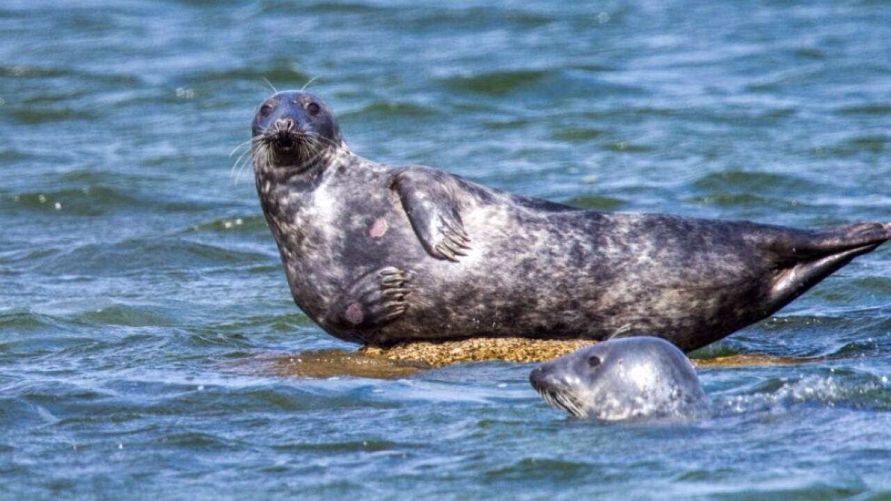 Kegelrobben in der Ostsee (Symbolbild) 