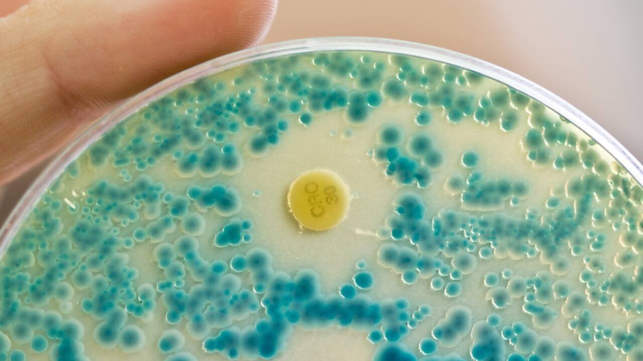 Wissenschafter aus der Schweiz, Neuseeland und Australien konnten zeigen, dass bestimmte Organismen zum Überleben nichts außer Luft benötigen (Symbolbild). Wissenschafter aus der Schweiz, Neuseeland und Australien konnten zeigen, dass bestimmte Organismen zum Überleben nichts außer Luft benötigen (Symbolbild).